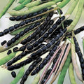 Heirloom Black Valentine Bean Seeds – Non-GMO Phaseolus vulgaris, 20+ Starter Plants for Gardening & Cooking