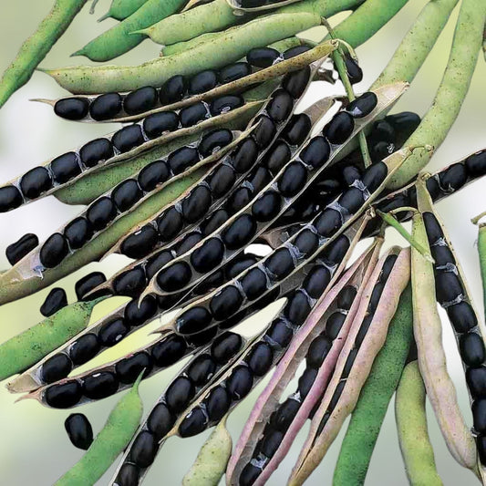 Heirloom Black Valentine Bean Seeds – Non-GMO Phaseolus vulgaris, 20+ Starter Plants for Gardening & Cooking