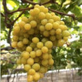 Cotton Candy Grape Cuttings Vitis vinifera Live Fruit Plant Propagation Starter Plant
