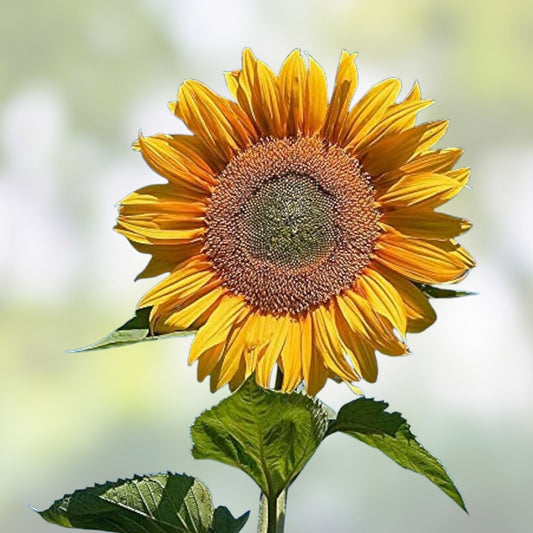 Mongolian Sunflower Seeds 10 Pack Ornamental Garden Flower Helianthus annuus Live Plant Cuttings