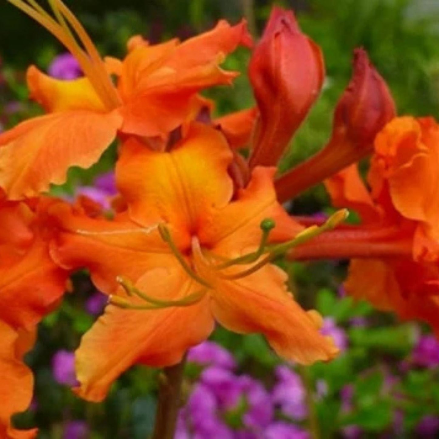 Red Pepper Aromi Azalea Starter Plant - Deciduous Rhododendron Small Shrub with Vibrant Red Flowers