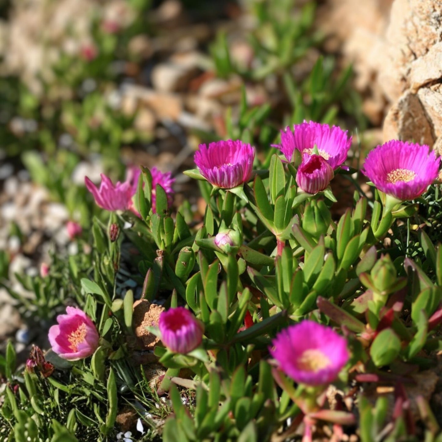 Ice Plant Cuttings Delosperma Coastal Pig Face Succulents 6 Pack 3-4 Inches Live Drought Tolerant Houseplant