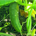Heirloom Cucumber Seeds Straight Eight Non-GMO Organic Vegetable Garden Starter Plant 500