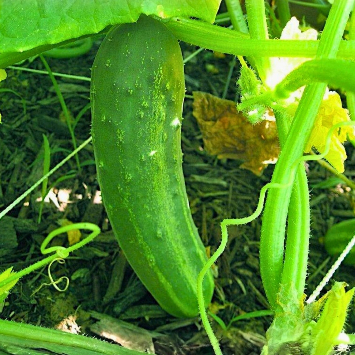 Heirloom Cucumber Seeds Straight Eight Non-GMO Organic Vegetable Garden Starter Plant 500