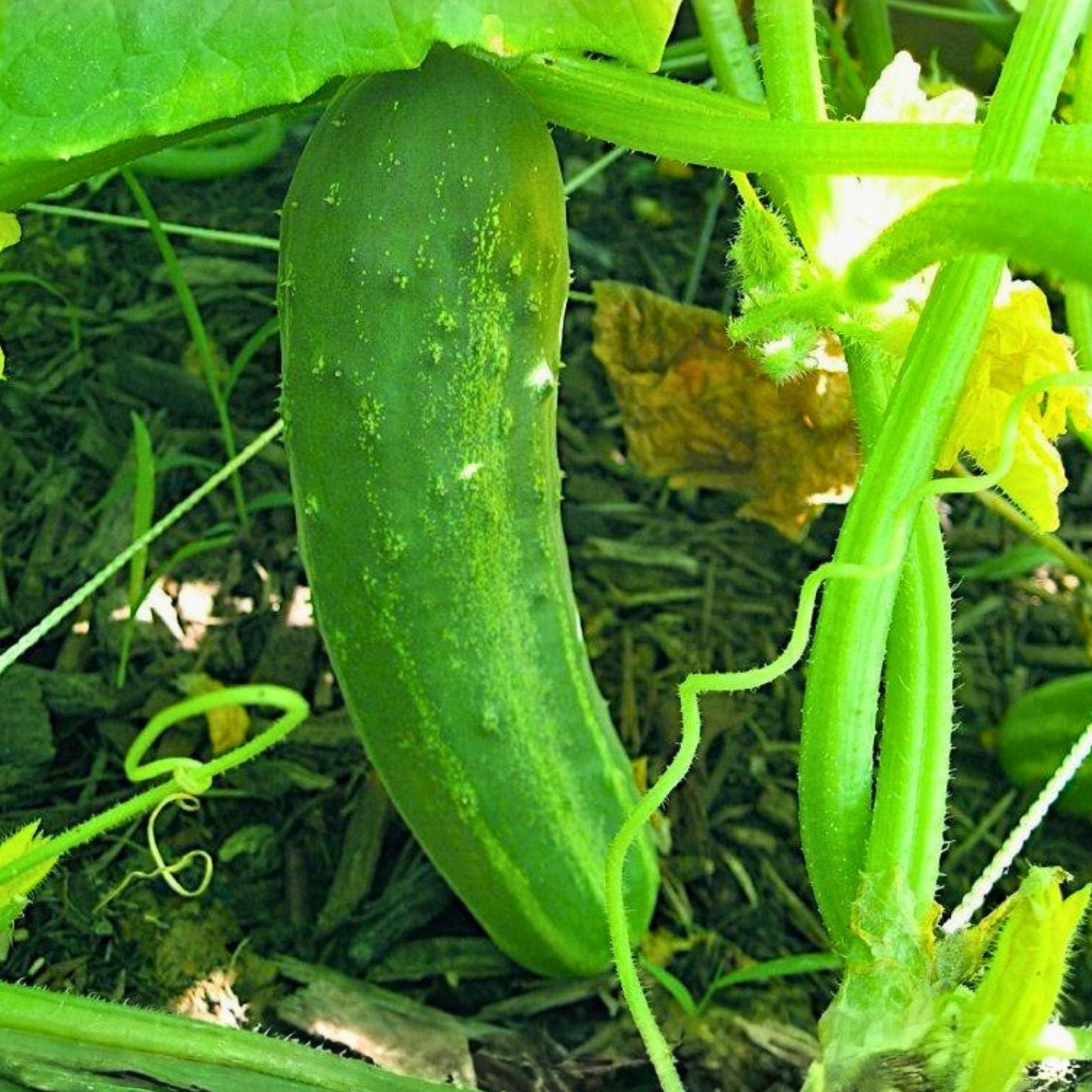 Heirloom Cucumber Seeds Straight Eight Non-GMO Organic Vegetable Garden Starter Plant 500