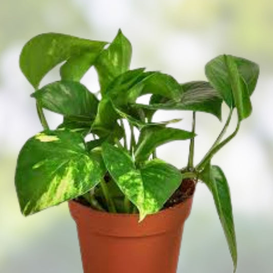 Live Pothos Plant Cuttings, Epipremnum aureum, Indoor Outdoor Houseplant, Starter Bare Root, New Harvest Quality