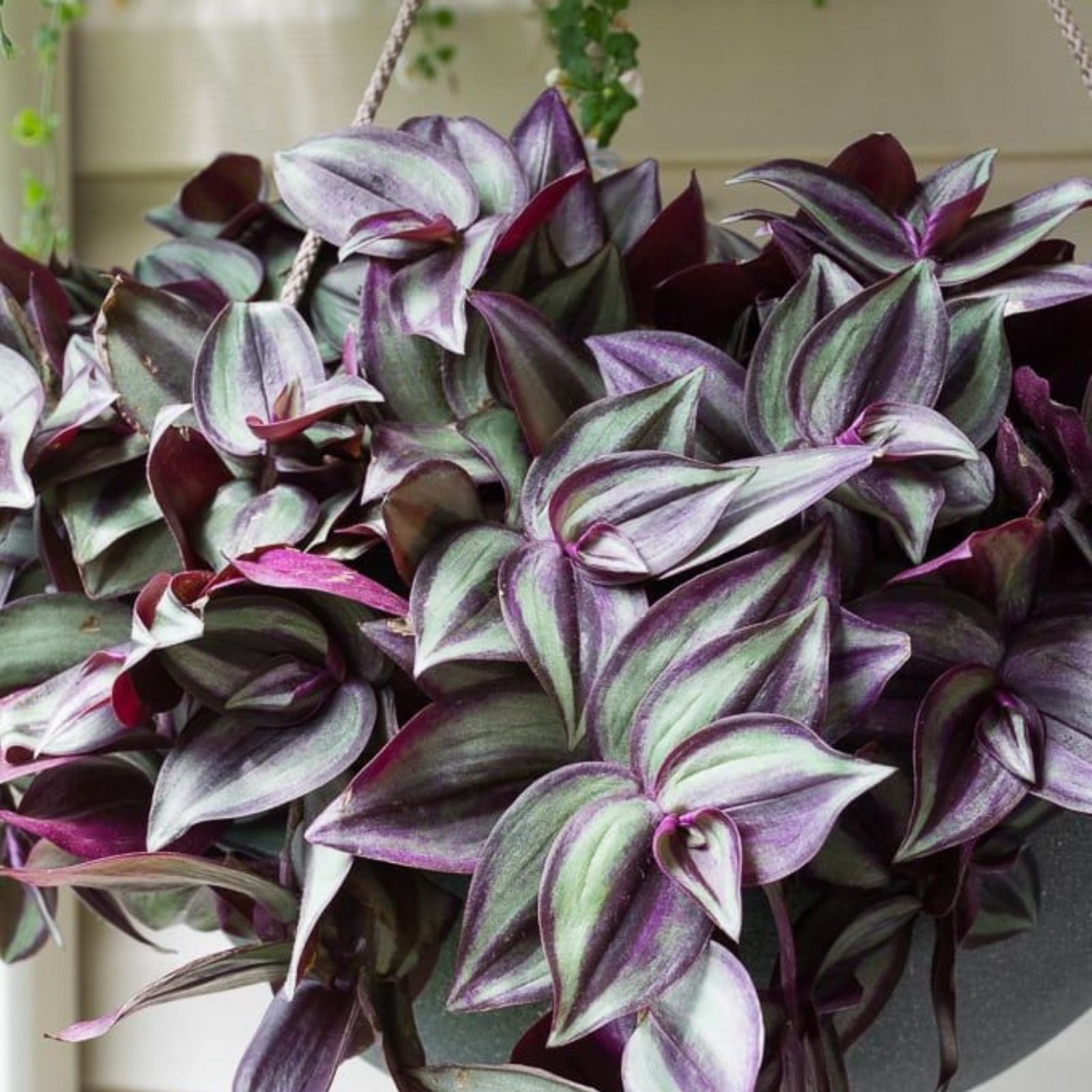 15 Wandering Jew, Arrowhead Vine, Pothos Rooted Plant Cuttings - Live Houseplants, Trailing, Indoor, Easy Care