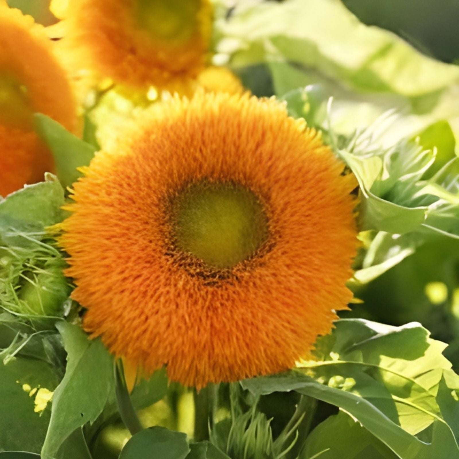 Organic Helianthus annuus Double Sun Sunflower Seeds – Live Plant, Garden, Bare Root, Starter, Houseplant, USA Grown, Free Shipping