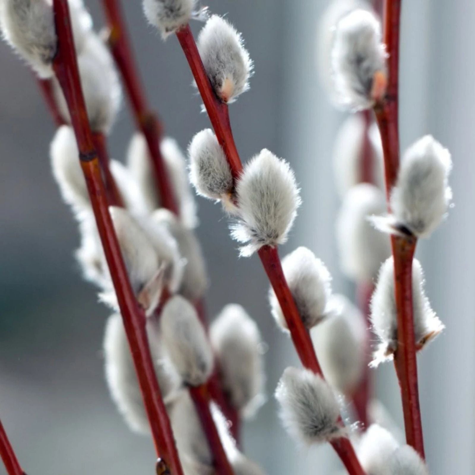 Pussy Willow Cuttings Salix discolor Live Plant Propagation Bare Root Starter Plant 5-7 inches