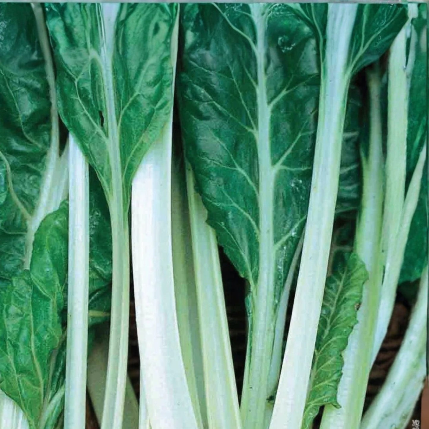 Heirloom Swiss Chard Seeds Large White Ribbed Non-GMO Beta vulgaris subsp cicla Garden Vegetable Seeds