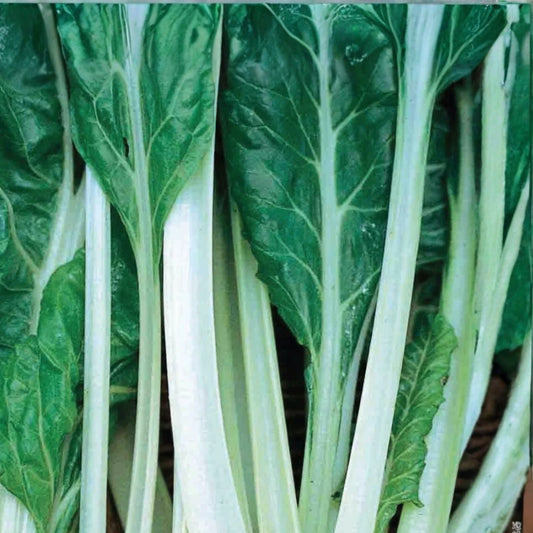 Heirloom Swiss Chard Seeds Large White Ribbed Non-GMO Beta vulgaris subsp cicla Garden Vegetable Seeds