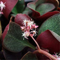 Crassula multicava Red Fairy Jade Succulent Cuttings 2" Live Plant Indoor Garden Drought Tolerant