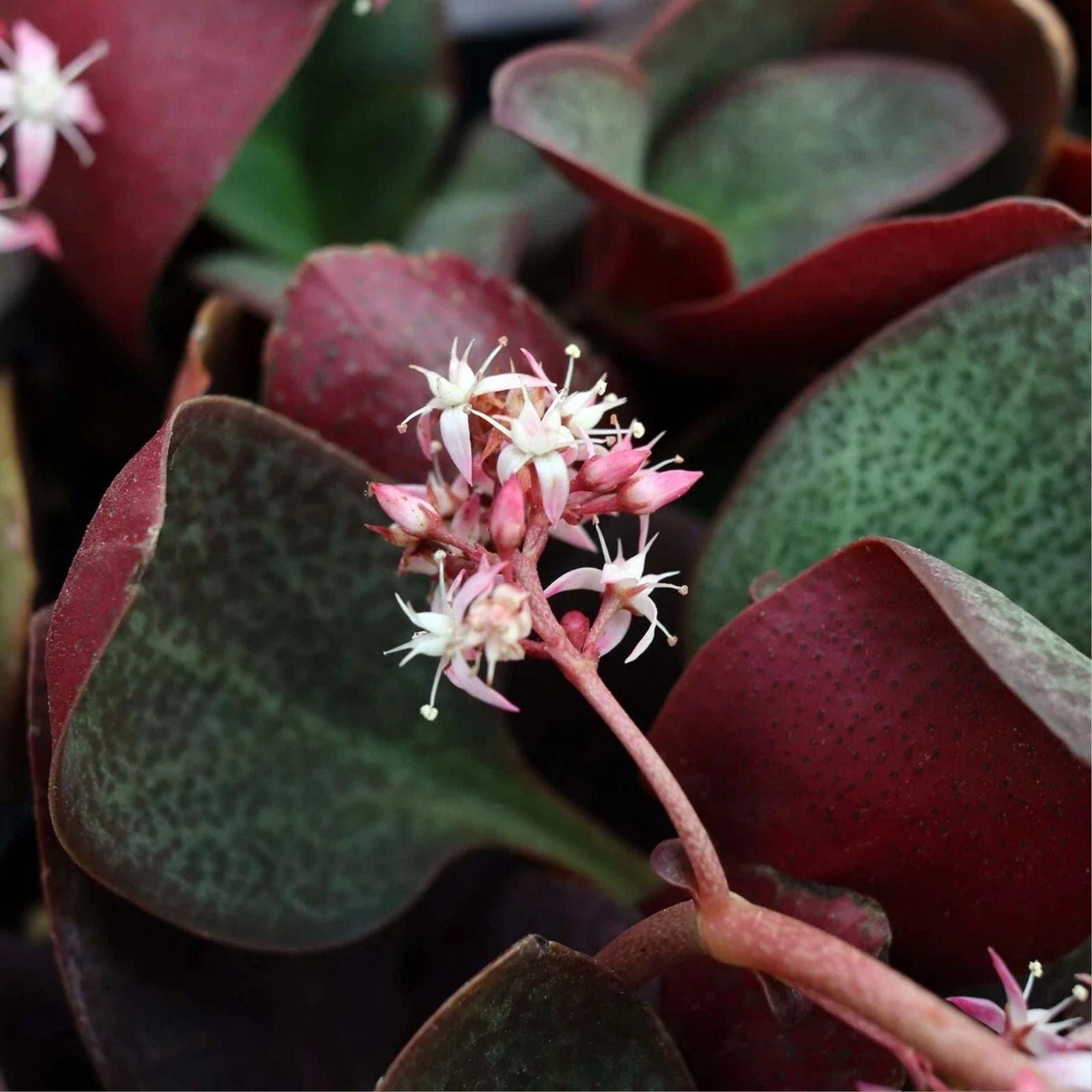 Crassula multicava Red Fairy Jade Succulent Cuttings 2" Live Plant Indoor Garden Drought Tolerant