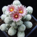 Sneed's Pincushion Cactus Live Plant Escobaria sneedii var. sneedii Succulent Indoor Outdoor Garden Starter