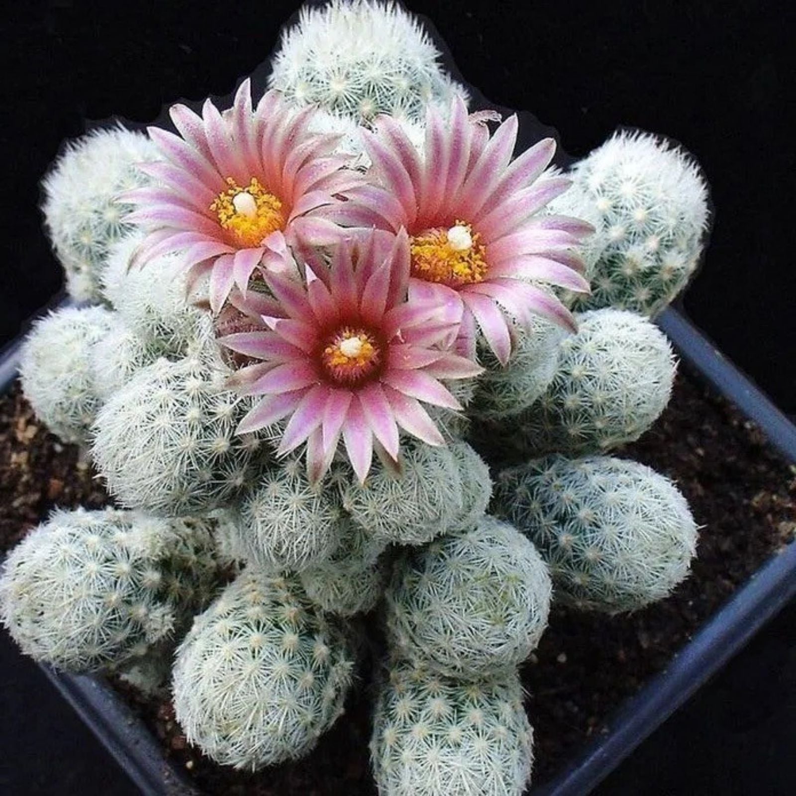 Sneed's Pincushion Cactus Live Plant Escobaria sneedii var. sneedii Succulent Indoor Outdoor Garden Starter