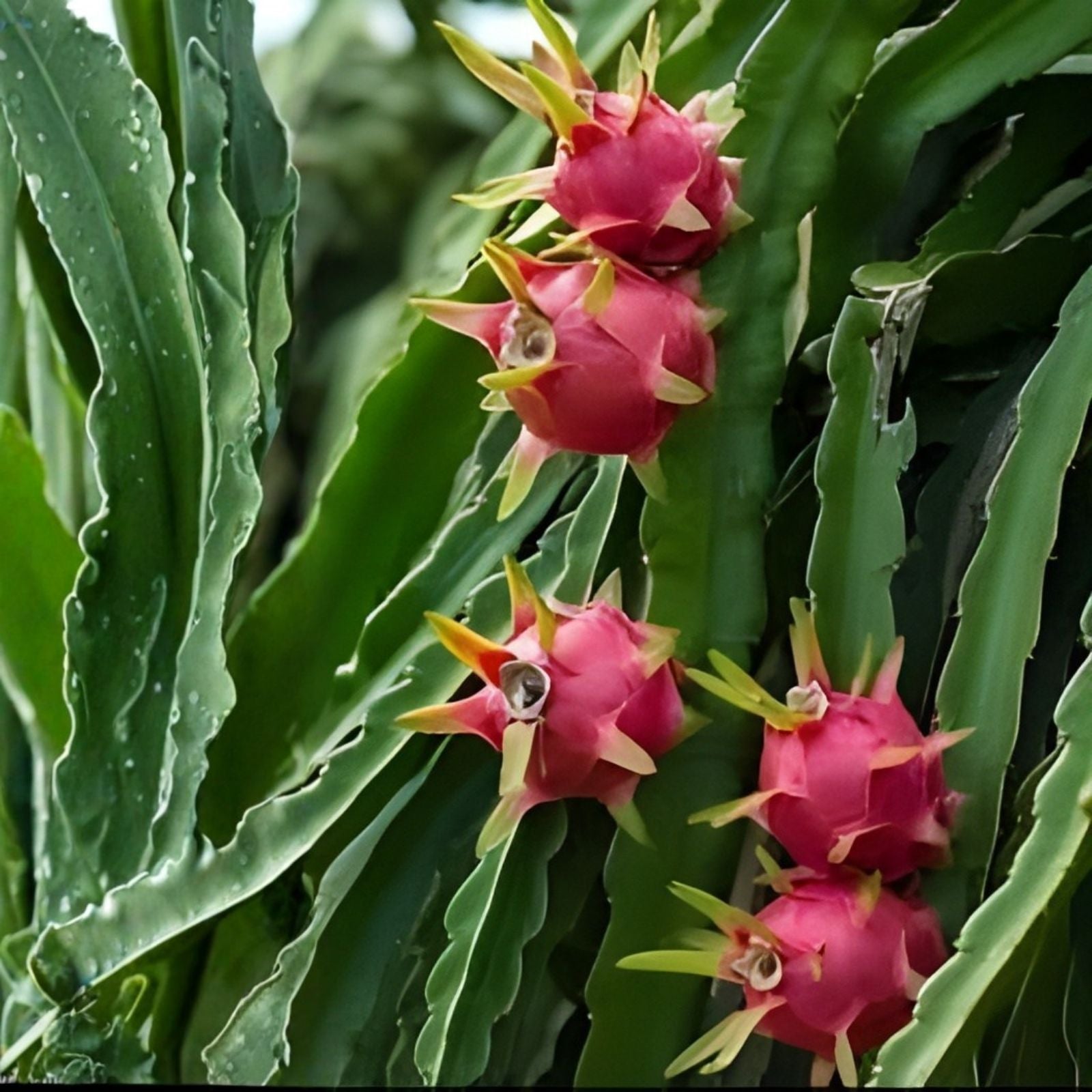 Dragon Fruit Cuttings 11 Pieces Hylocereus spp. Tropical Pitaya Live Plant Clippings