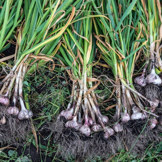 Organic Siberian Garlic Bulbs Allium sativum Non-GMO Cooking & Planting | Live Garlic Bulbs, Whole, Starter, Bare Root
