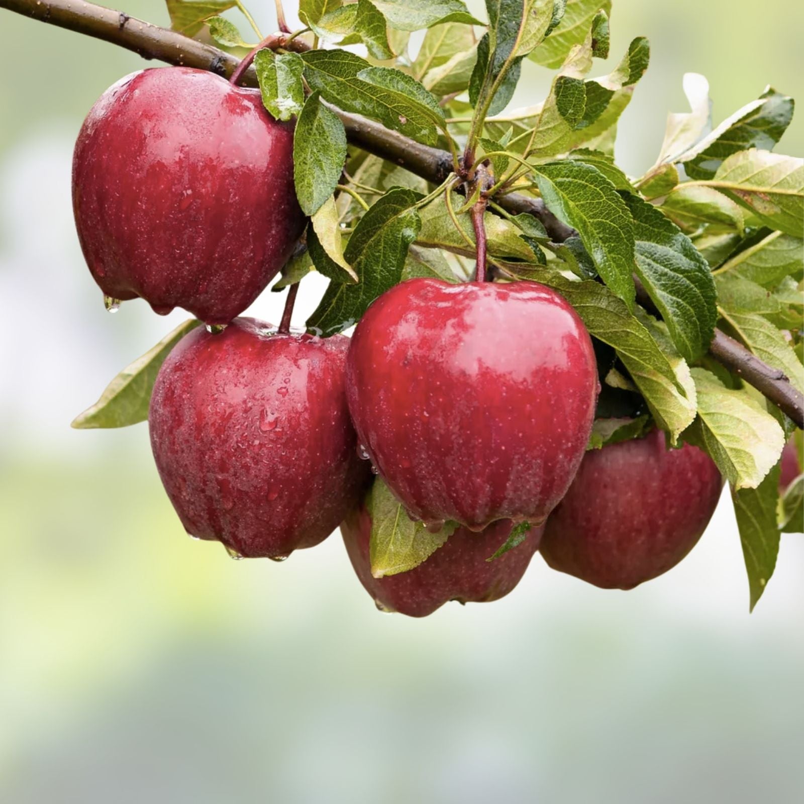 Apple Tree Seeds 30 Pack - Malus pumila Delicious Variety - Common Apple Fruit Seeds for Fast Growing Trees