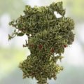 Variegated Ice Plant Cutting Dorotheanthus Succulent Live Rooted Houseplant Garden Indoor Plant
