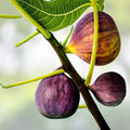 15 Vasillika Sika Fig Tree Cuttings Ficus carica Live Rooting Plants for Garden, Patio, or Indoor Planting