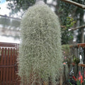 Live Spanish Moss Airplant 5 Gallon Orlando Variety, Tillandsia usneoides, Freshly Picked for Decor & Terrariums
