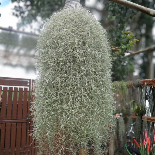 Live Spanish Moss Airplant 5 Gallon Orlando Variety, Tillandsia usneoides, Freshly Picked for Decor & Terrariums
