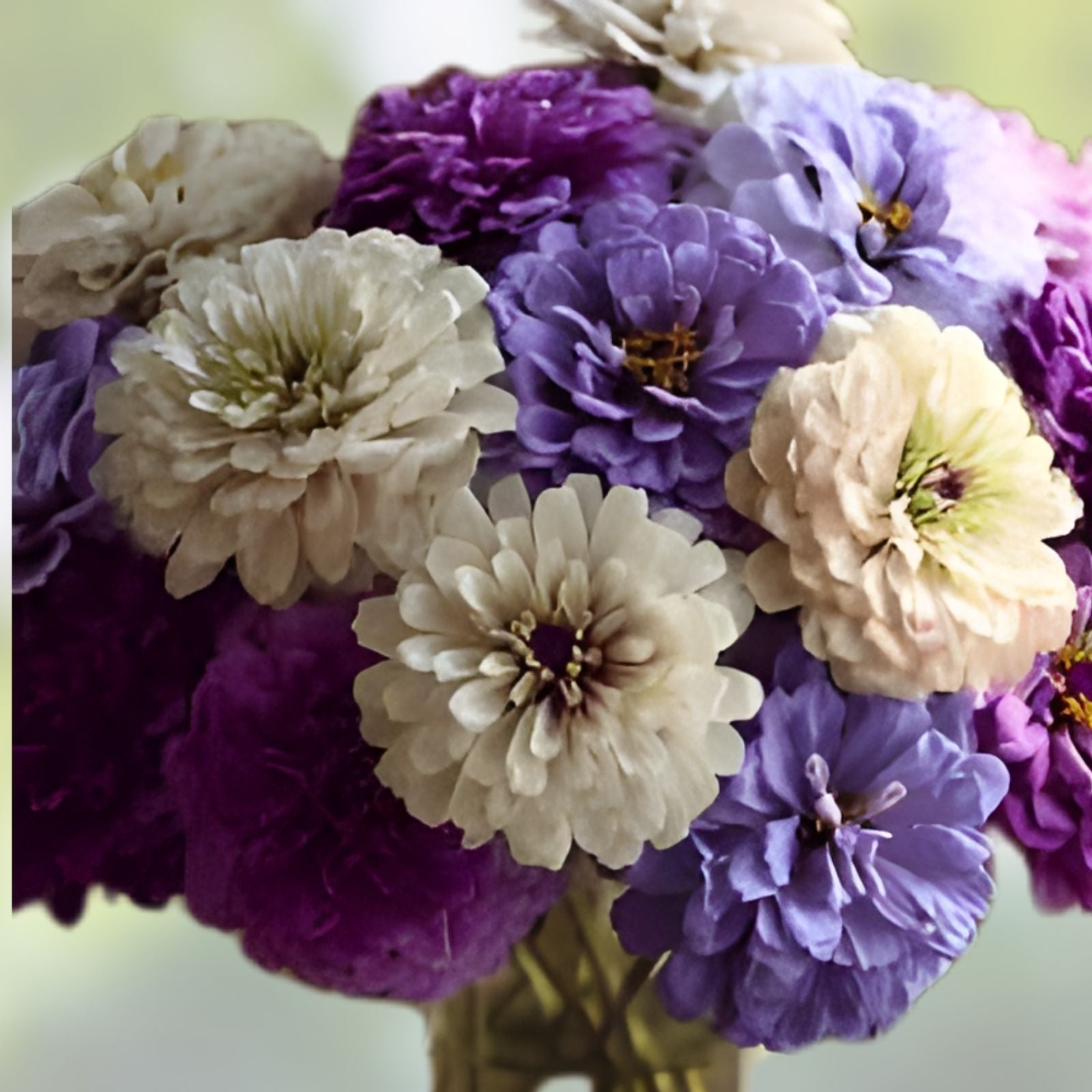 Blueberry Cheesecake Zinnia Seeds - Organic Flower Seeds for Garden, Zinnia elegans Mix, Live Plant, Cutting, Starter Plant
