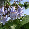 Royal Empress Tree Seeds Paulownia tomentosa Purple Flowers Fast Growing Live Plant Starter Bare Root Landscaping Gardening