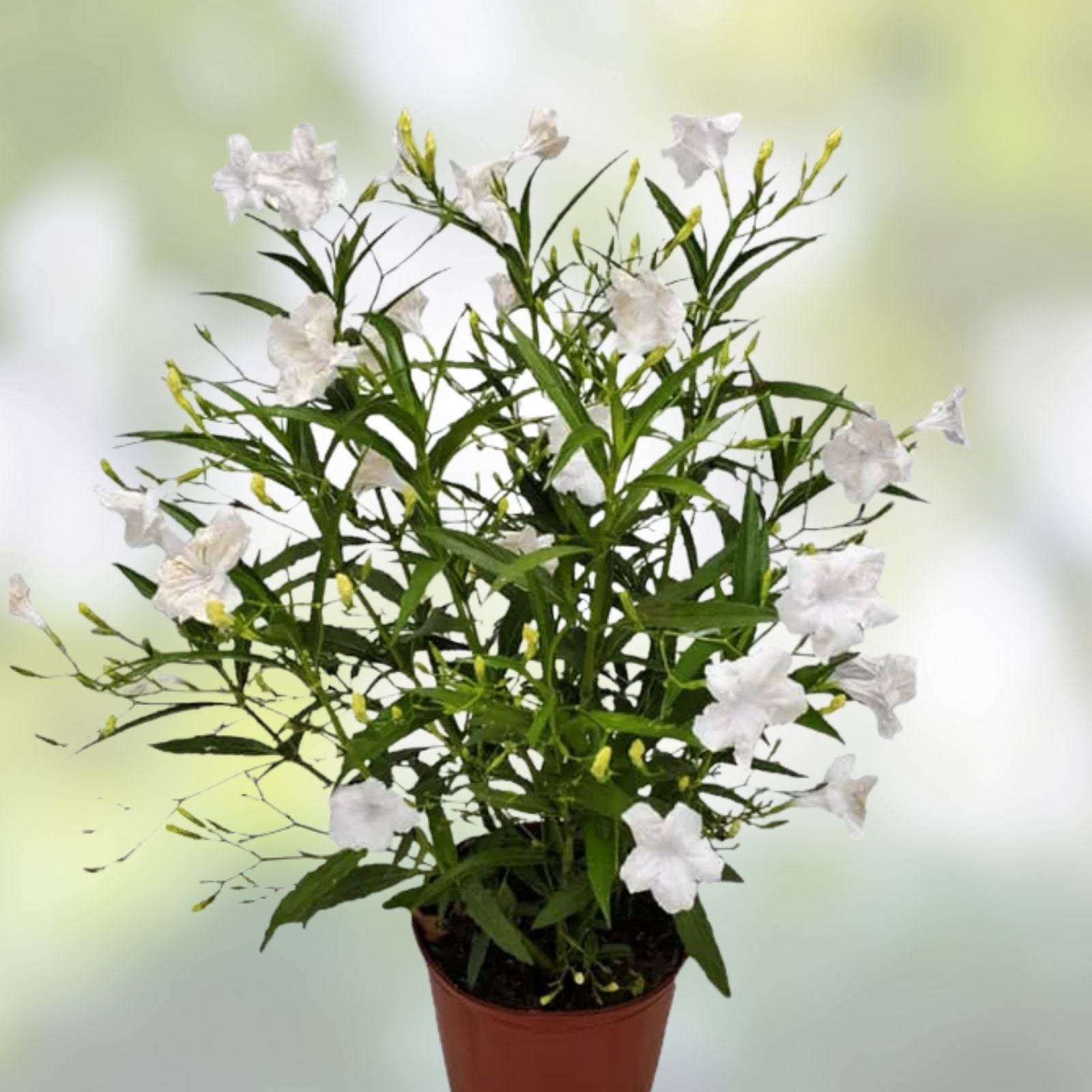 White Mexican Petunia Cuttings – 4 Live 6-8" Ruellia Tuberosa Unrooted Plant Cuttings – Rare, Fast Shipping