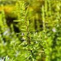 Rosemary Clippings 10 Fresh Herb Cuttings for Cooking Rosmarinus officinalis - Fast Shipping