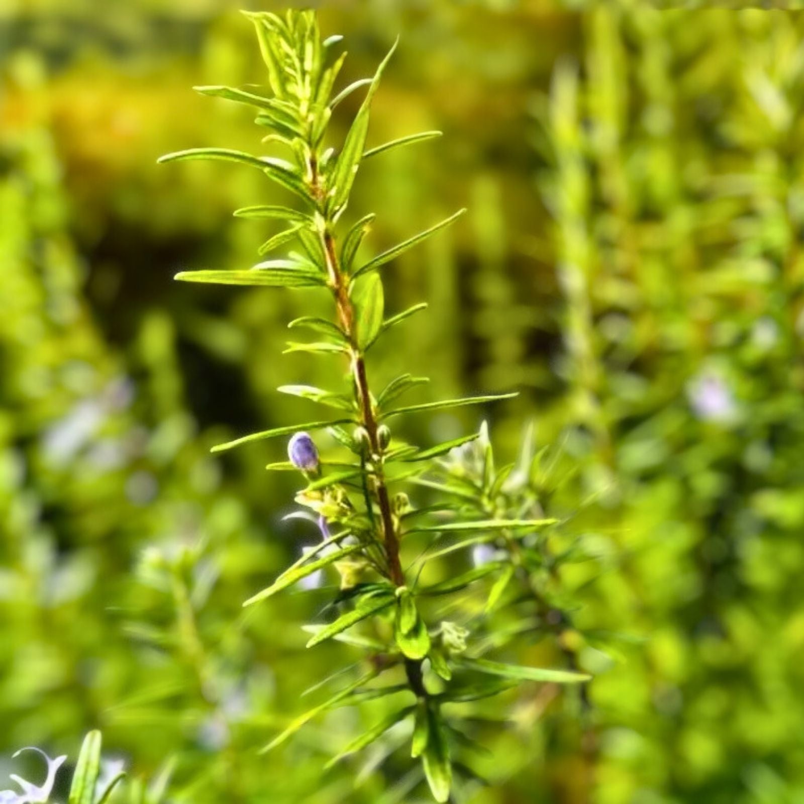 Rosemary Clippings 10 Fresh Herb Cuttings for Cooking Rosmarinus officinalis - Fast Shipping