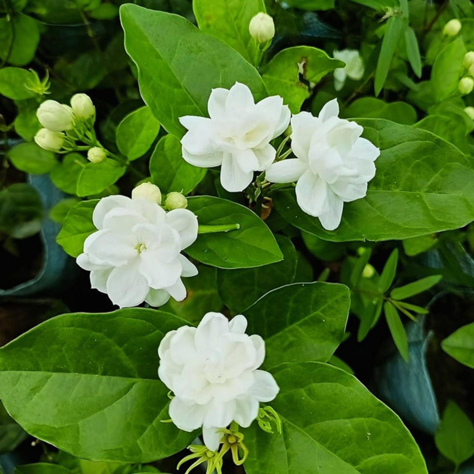 Maid of Orleans Jasmine Starter Plant Jasminum sambac Fragrant Indoor Outdoor Live Plant