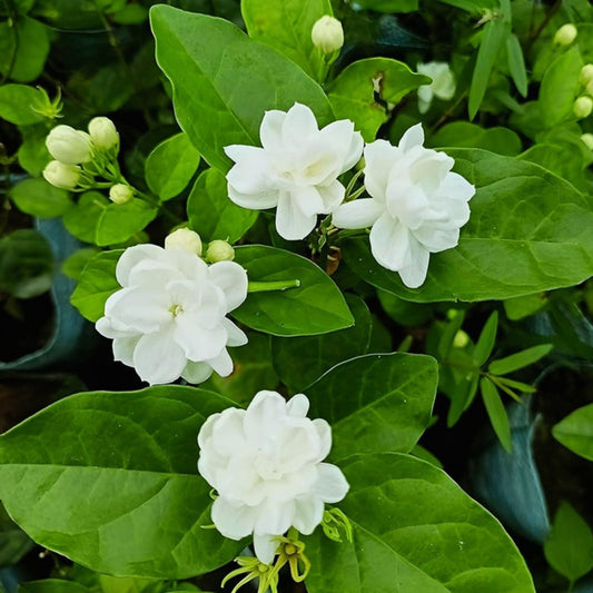 Maid of Orleans Jasmine Starter Plant Jasminum sambac Fragrant Indoor Outdoor Live Plant