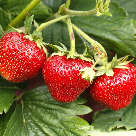 Jewel Strawberry Plants Bare Root Everbearing Fragaria x ananassa High-Yield Fruit Plant for Garden and Homegrown
