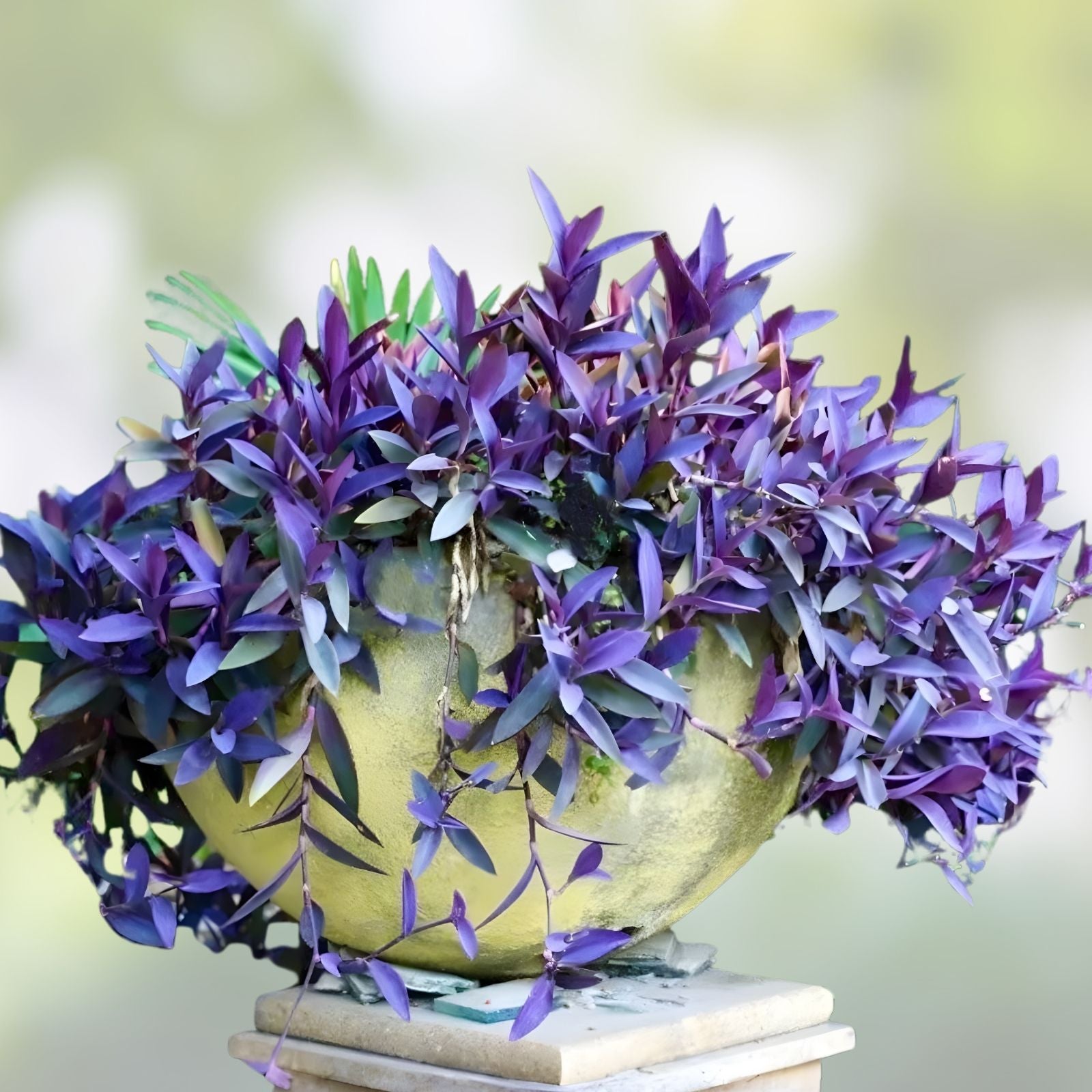 Purple Heart Wandering Tradescantia Pallida Cuttings – Live Houseplant, Succulent, Propagation Starter Plant, Garden Decor