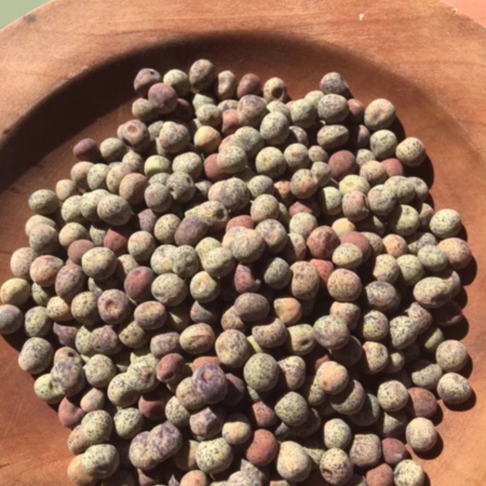 Brown Speckled Pea Seeds 12 oz Heirloom Pisum sativum Garden Starter Live Plant Cutting