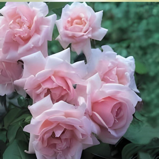 New Dawn Climbing Rose Cuttings – Unrooted Rosa 'New Dawn' Starter Plants for Garden Landscaping and Flowering