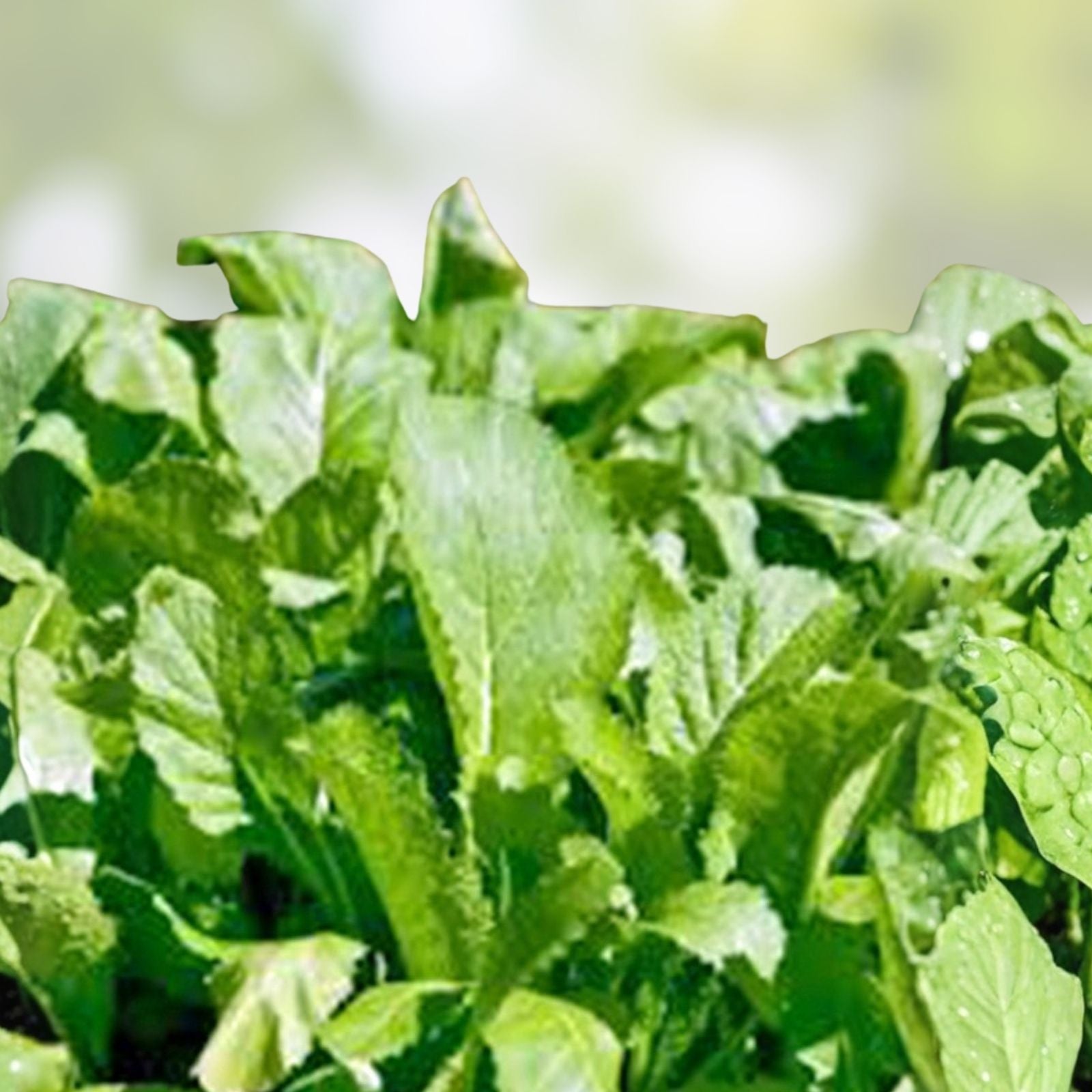 Mustard Greens Seeds 100 Pack Heirloom Non-GMO Brassica juncea Vegetable Garden Starter Plant Cutting