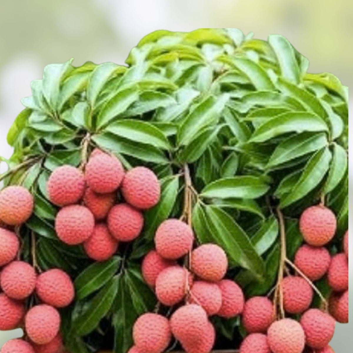 Live Lychee Fruit Tree | Litchi Chinensis Tropical Edible Plant for Indoor & Outdoor Growing