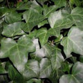 Baltic Ivy Sub Zero Rooted Cuttings, Hedera helix, Climbing Vine, Ground Cover, Evergreen Houseplant, Indoor Outdoor Plant