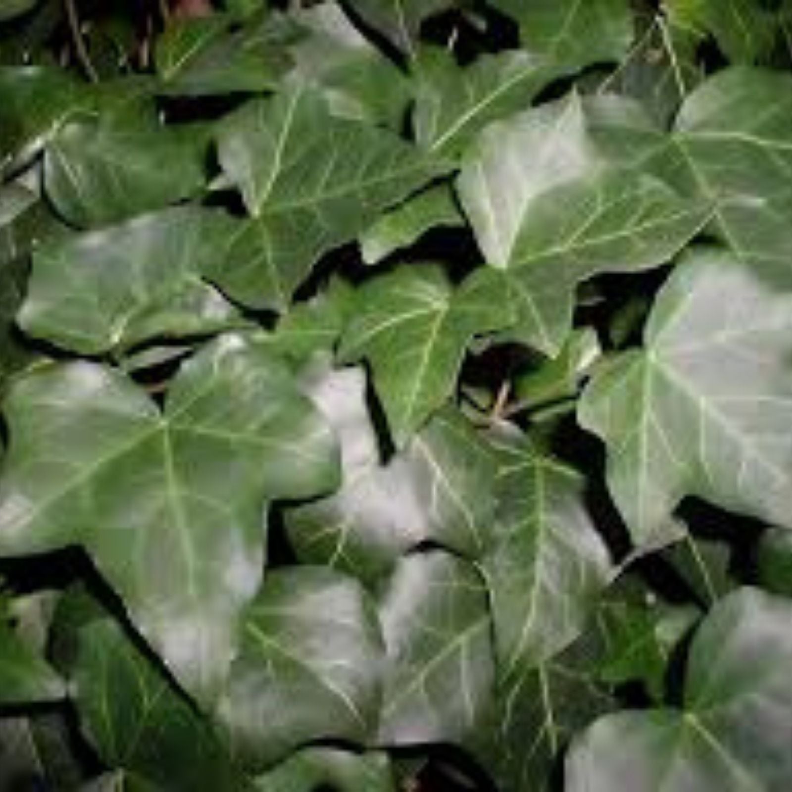 Baltic Ivy Sub Zero Rooted Cuttings, Hedera helix, Climbing Vine, Ground Cover, Evergreen Houseplant, Indoor Outdoor Plant