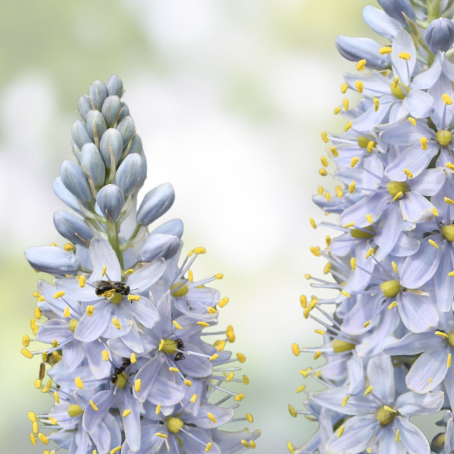 Wild Hyacinth Seeds – Blue Camassia scilloides Bulbs, Native Wildflower Seeds, Live Plant or Cutting, 50 Seeds