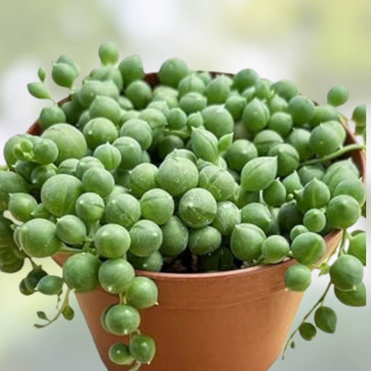Live Succulent Plant Bundle with Corpuscularia Lehmannii & Ice Astridia Velutina Brocade Indoor Decor Plants
