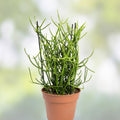 Euphorbia Tirucalli Monstrous Cactus Cutting | Succulent Plant for Indoor Garden | Easy Care, Low Maintenance, Live Plant, Starter Plant