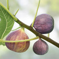 Sweet Fig Ficus carica Live Starter Plant 4" Hardy Garden & Container Plant Zones 7-10