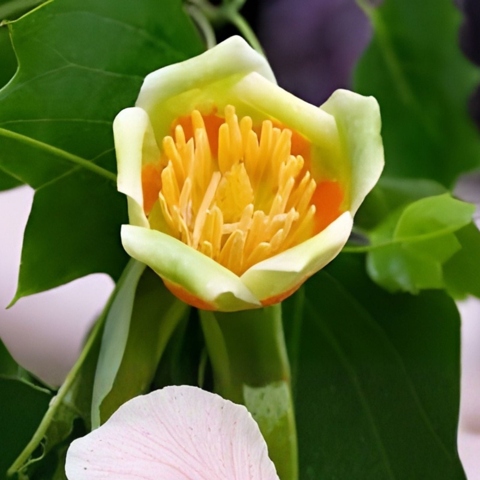 20 Tulip Poplar Seeds Liriodendron tulipifera Large Flowering Tree USA Grown