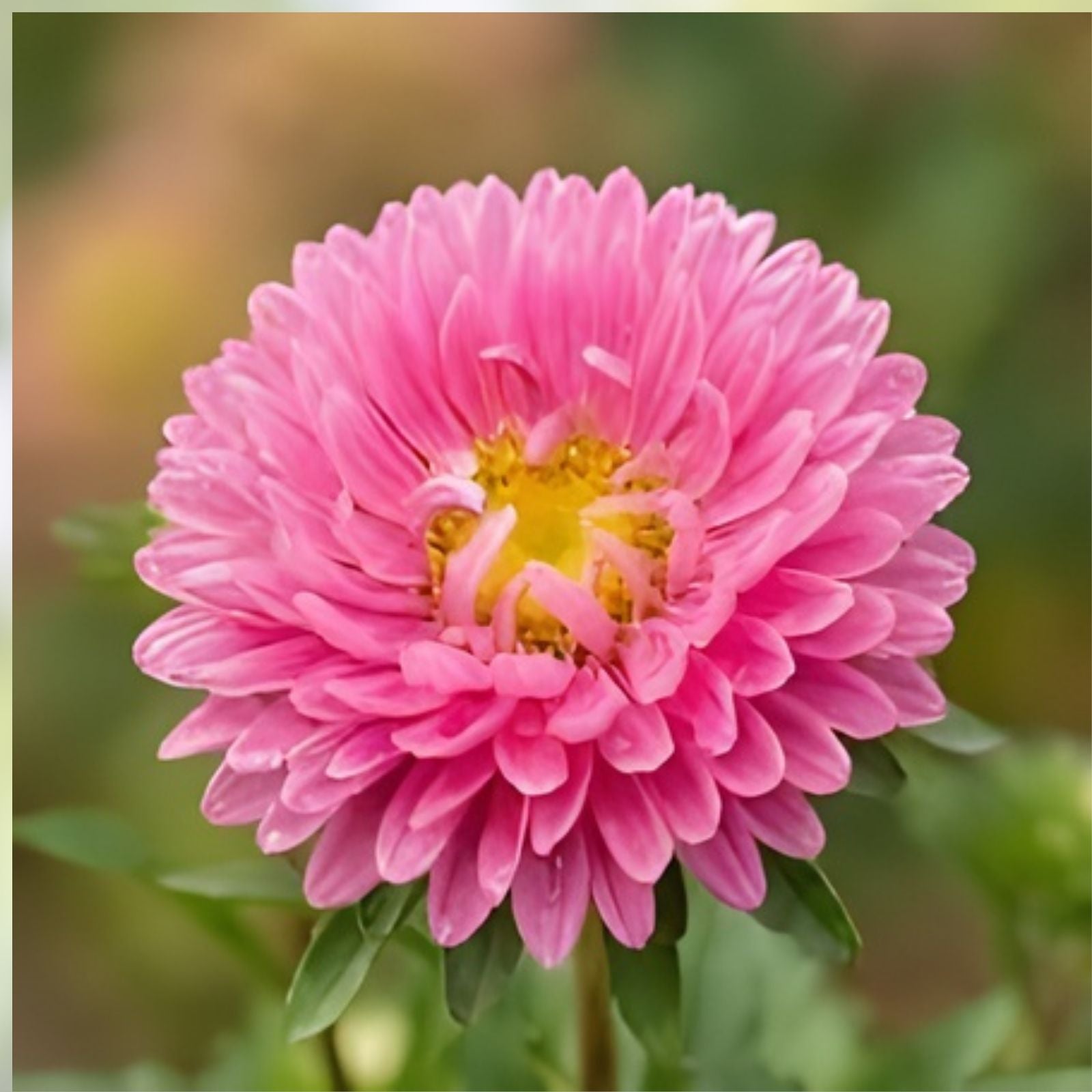 Bonita Shell Pink Aster Seeds 30 Pack - Aster novae-angliae - Garden Flower Seeds - Live Plant, Cutting, Bare Root, USA Grown