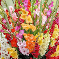 Gladiolus Bulbs 10/12cm Mixed Colors Summer Blooming Cold Hardy Flower Bulbs for Garden & Container Planting