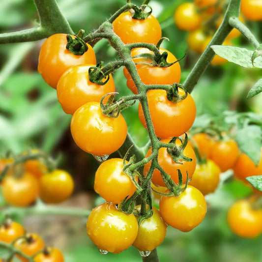 Korean Radish Seeds 100+ Organic Garden Vegetable Raphanus sativus Fresh Planting Seeds for Easy Growth