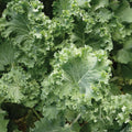 Dwarf Siberian Kale Seeds Non-GMO Heirloom Brassica oleracea var. sabellica 50+ Planting Seeds for Greens